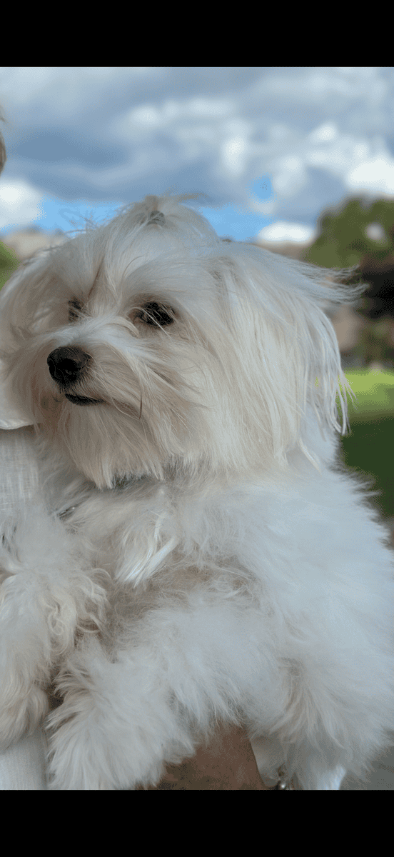 Playful and cuddly 12-month-old male Maltese image 6