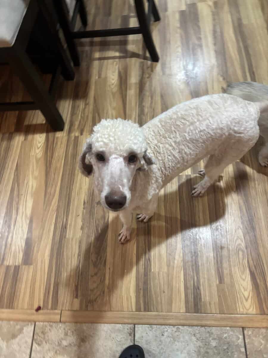 Rehoming 8 Month Old Female Standard Poodle image 1