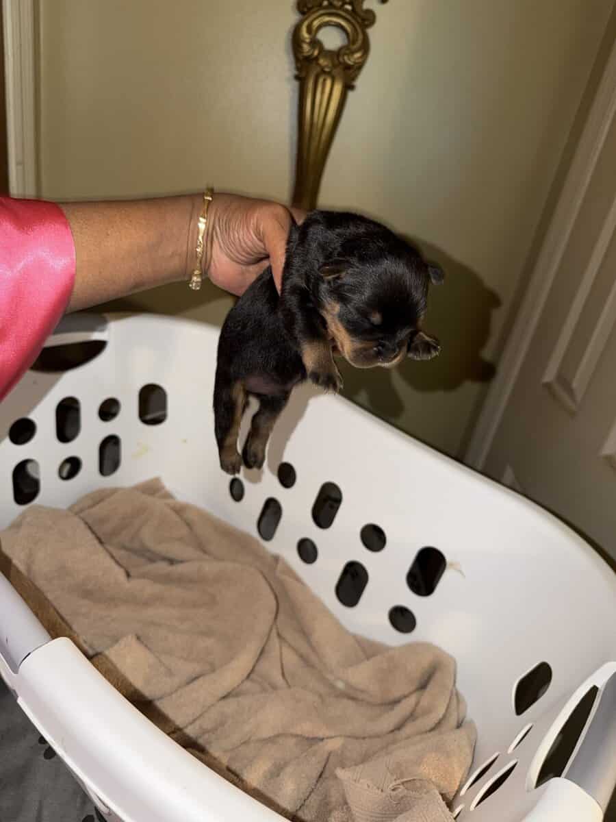 Rottweiler puppies image 3