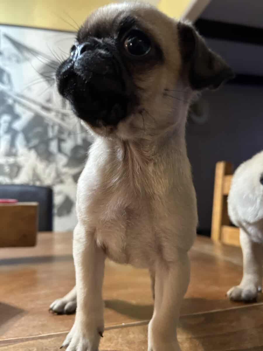 Puggies image 3