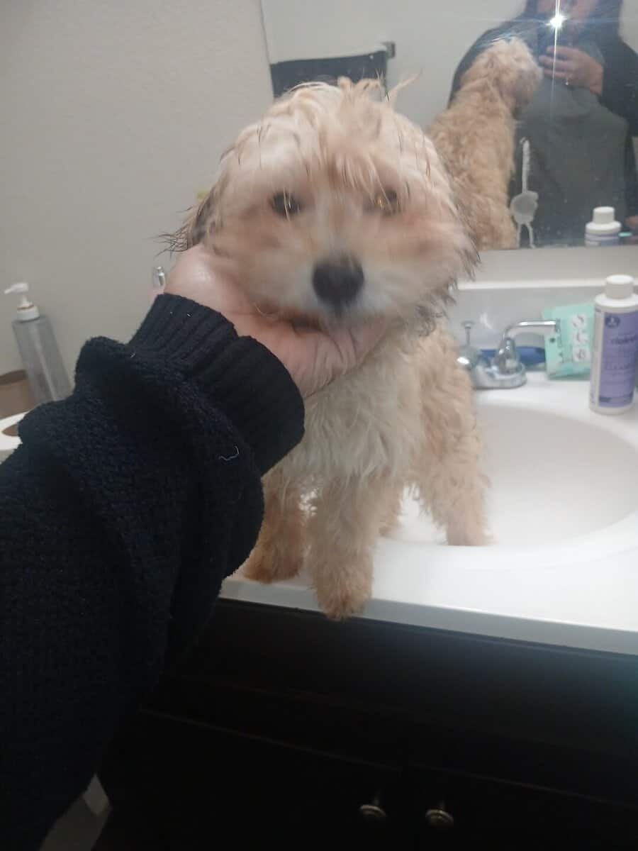 Meatball -MaltipooTerrier image 8
