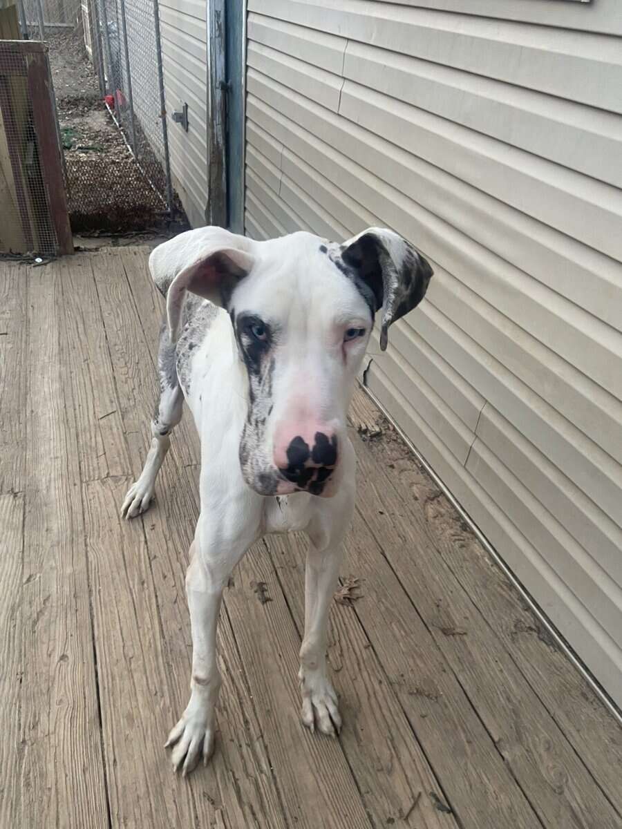 Dane needs home image 3
