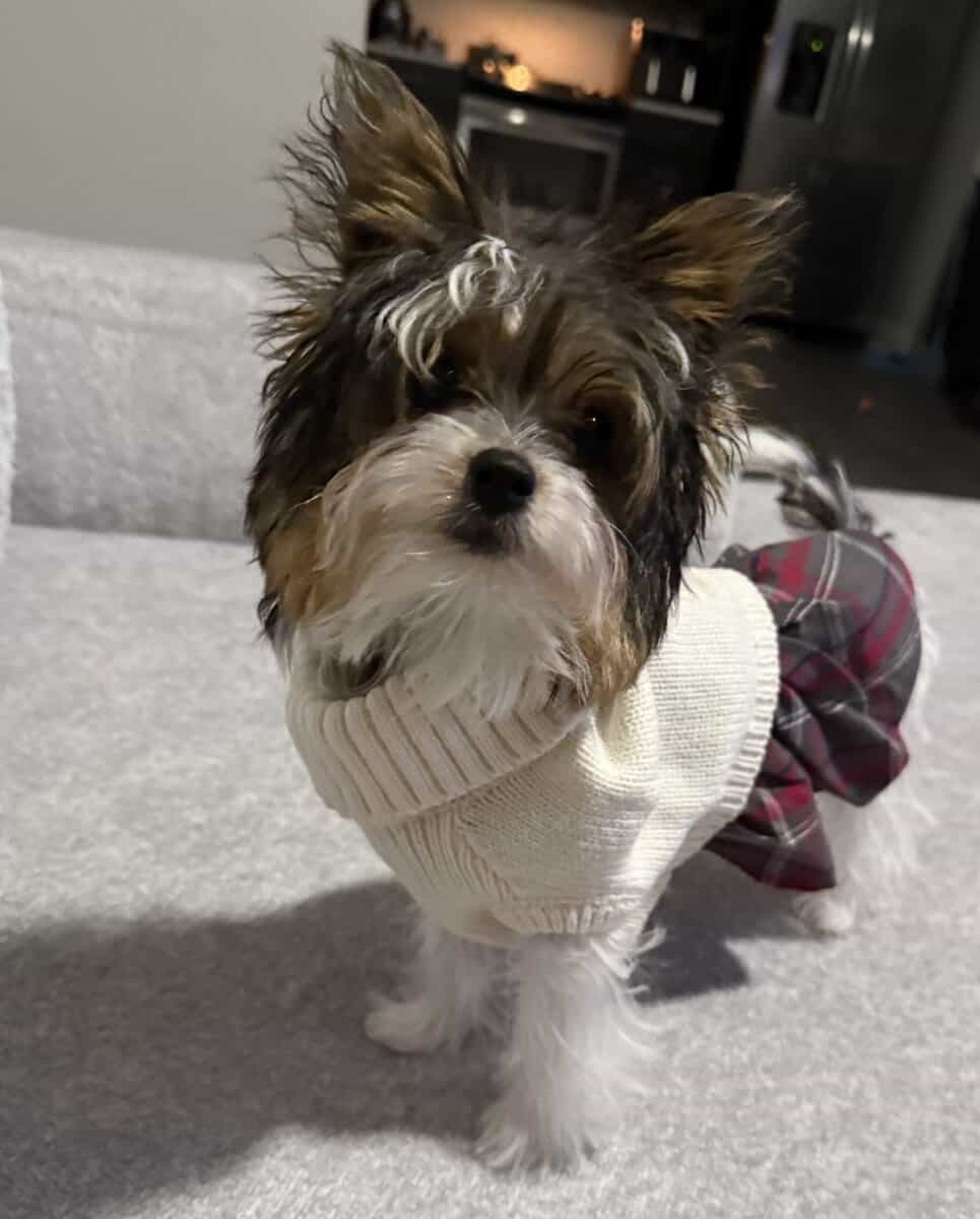 Biewer Yorkie image 1