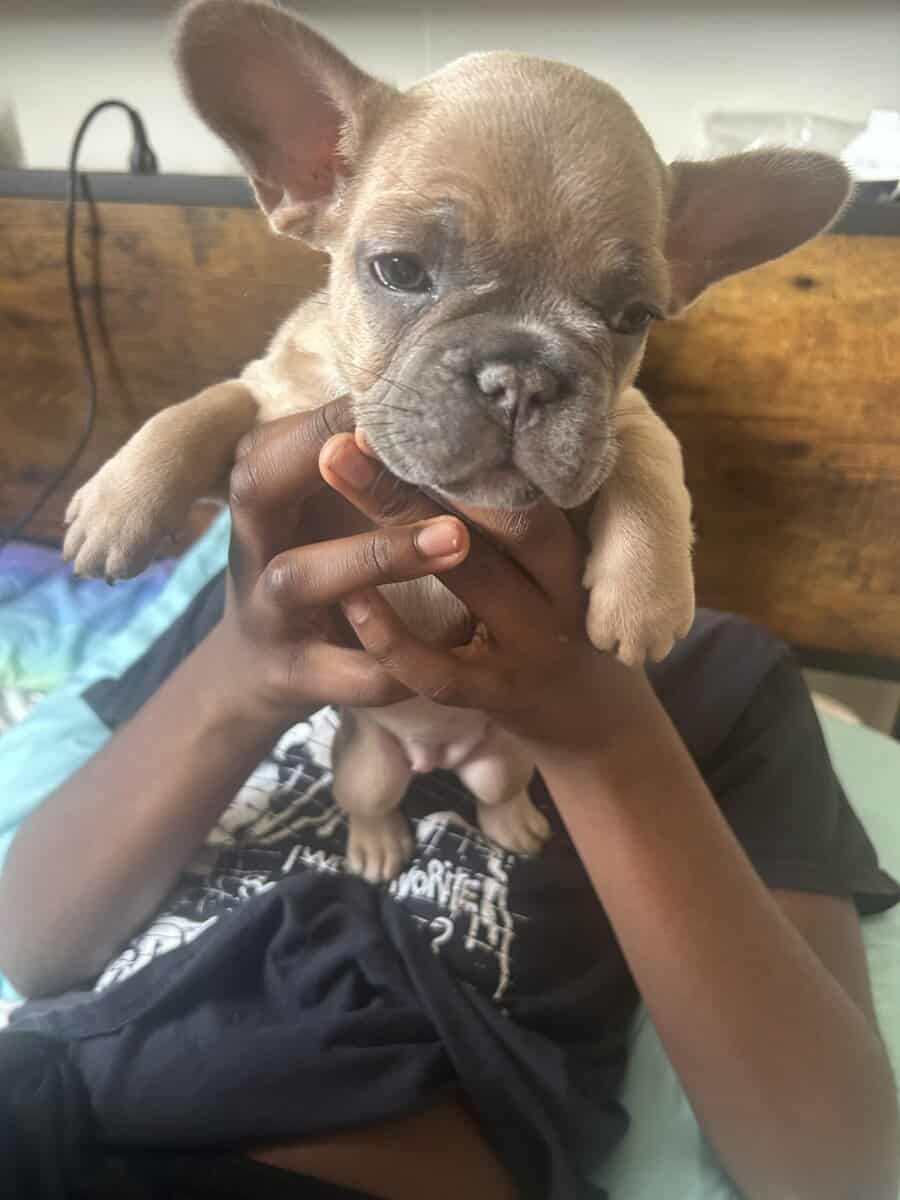 Give my 3 Frenchie’s forever homes! image 4
