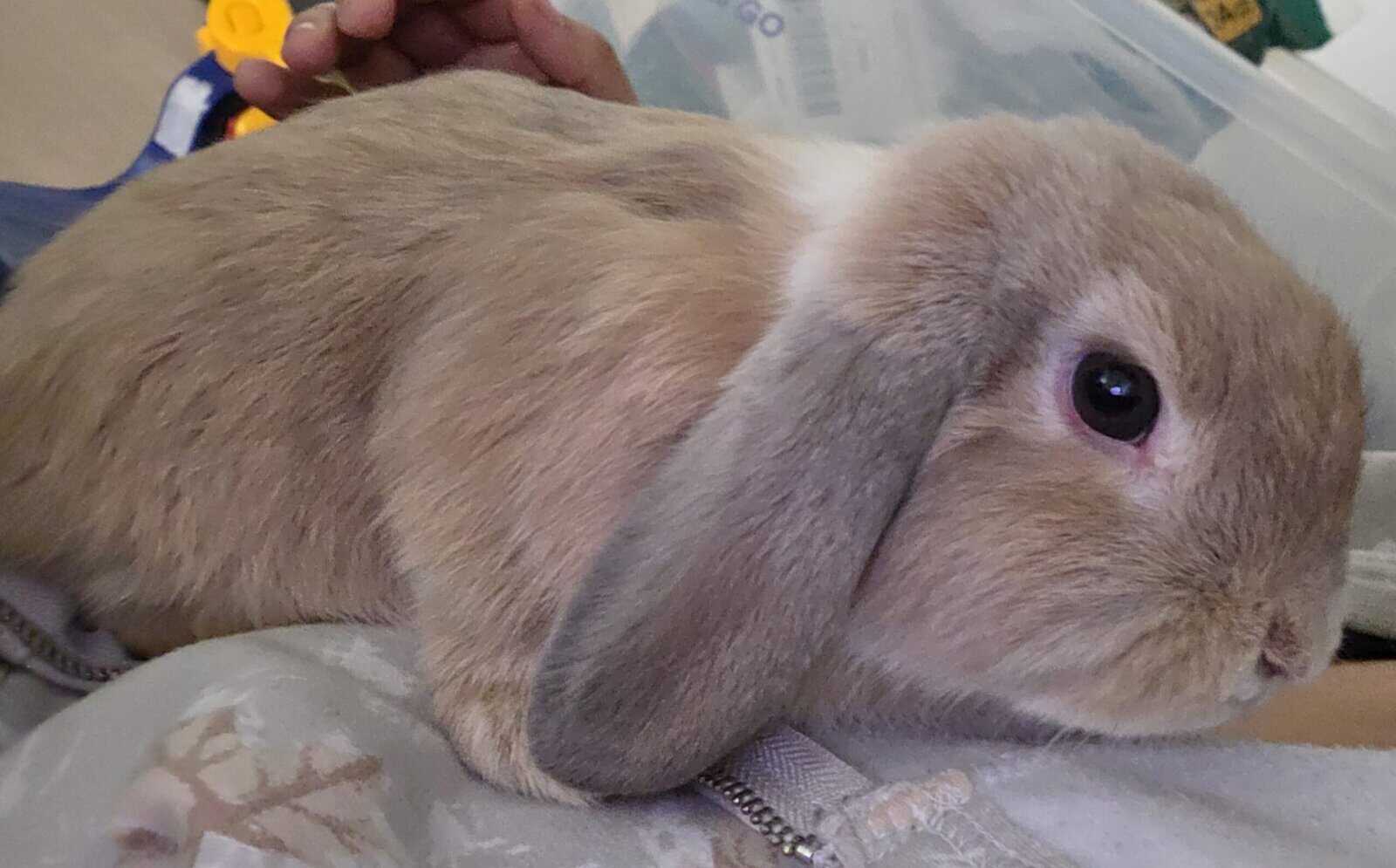 Holland male bunny image 2