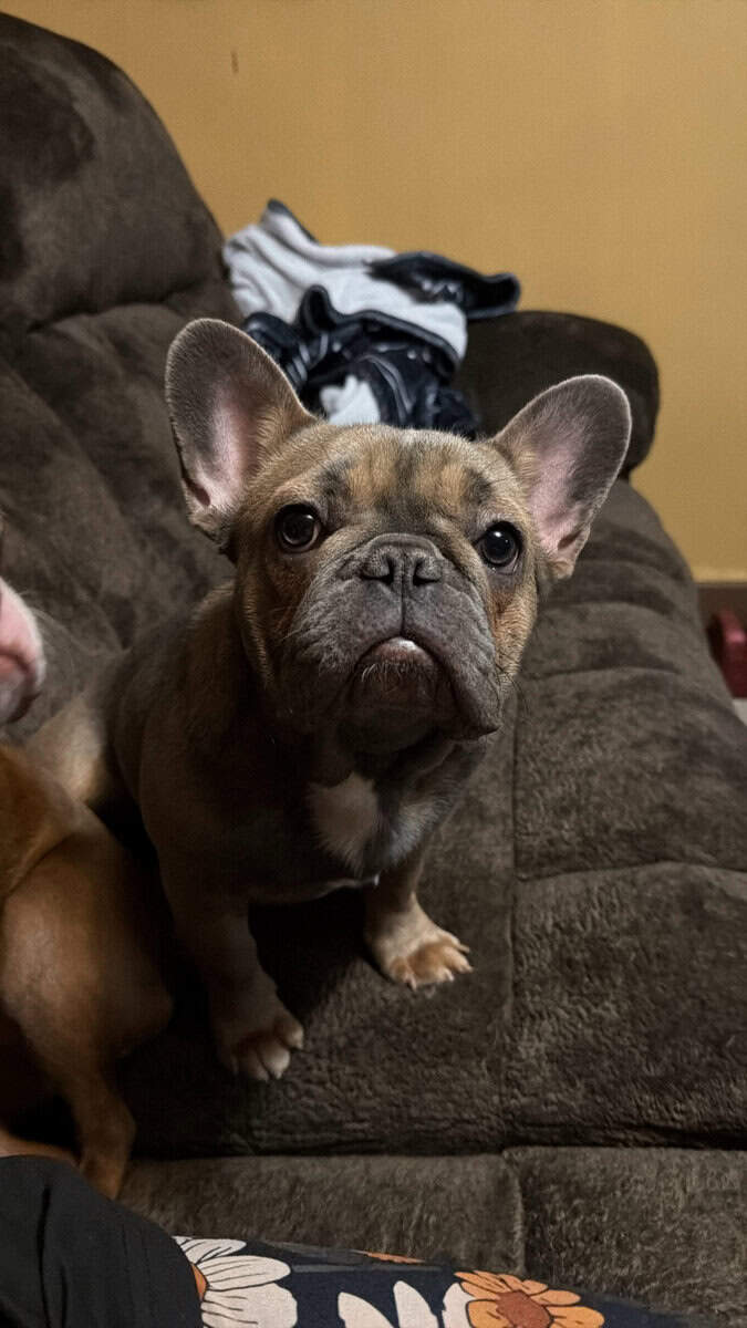 French bulldog image 1