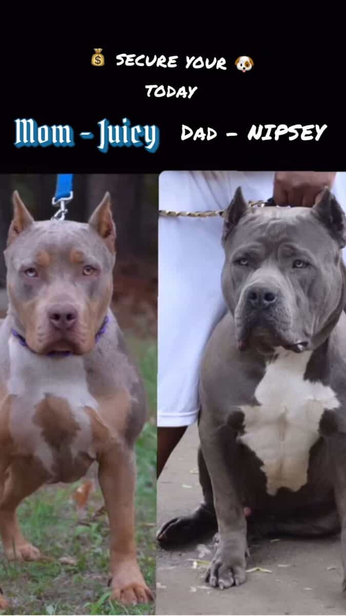 "Dynasty" American Bulldog Pitbull Intact image 2