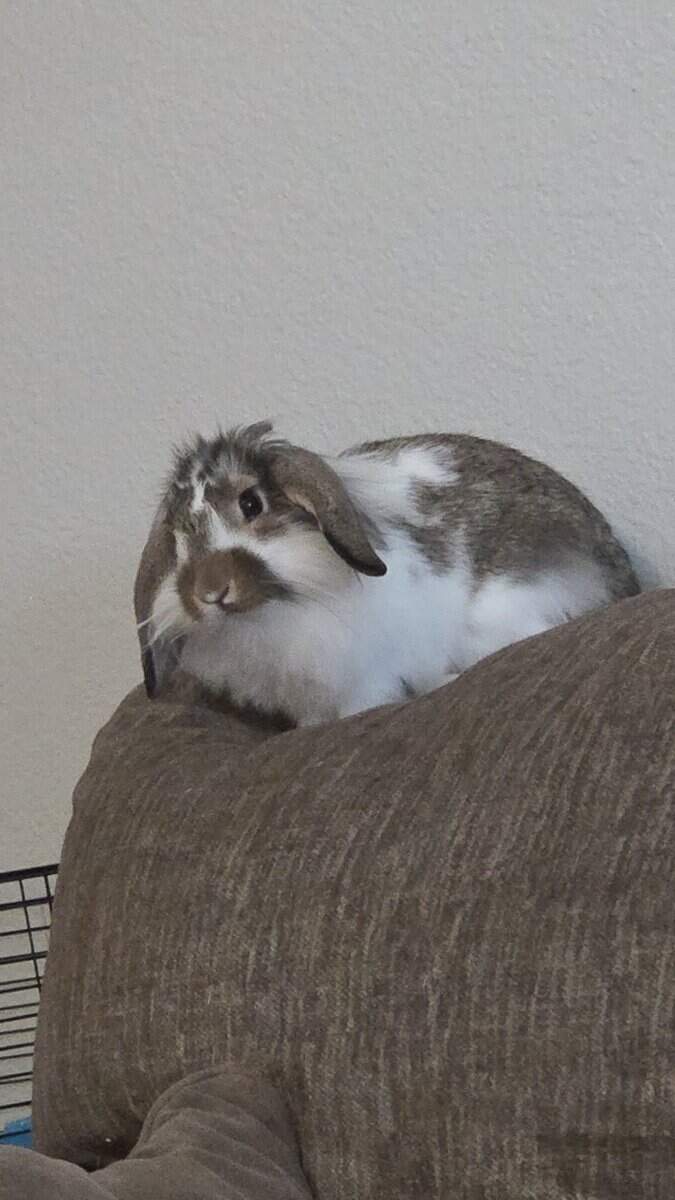 8 month bunny image 2