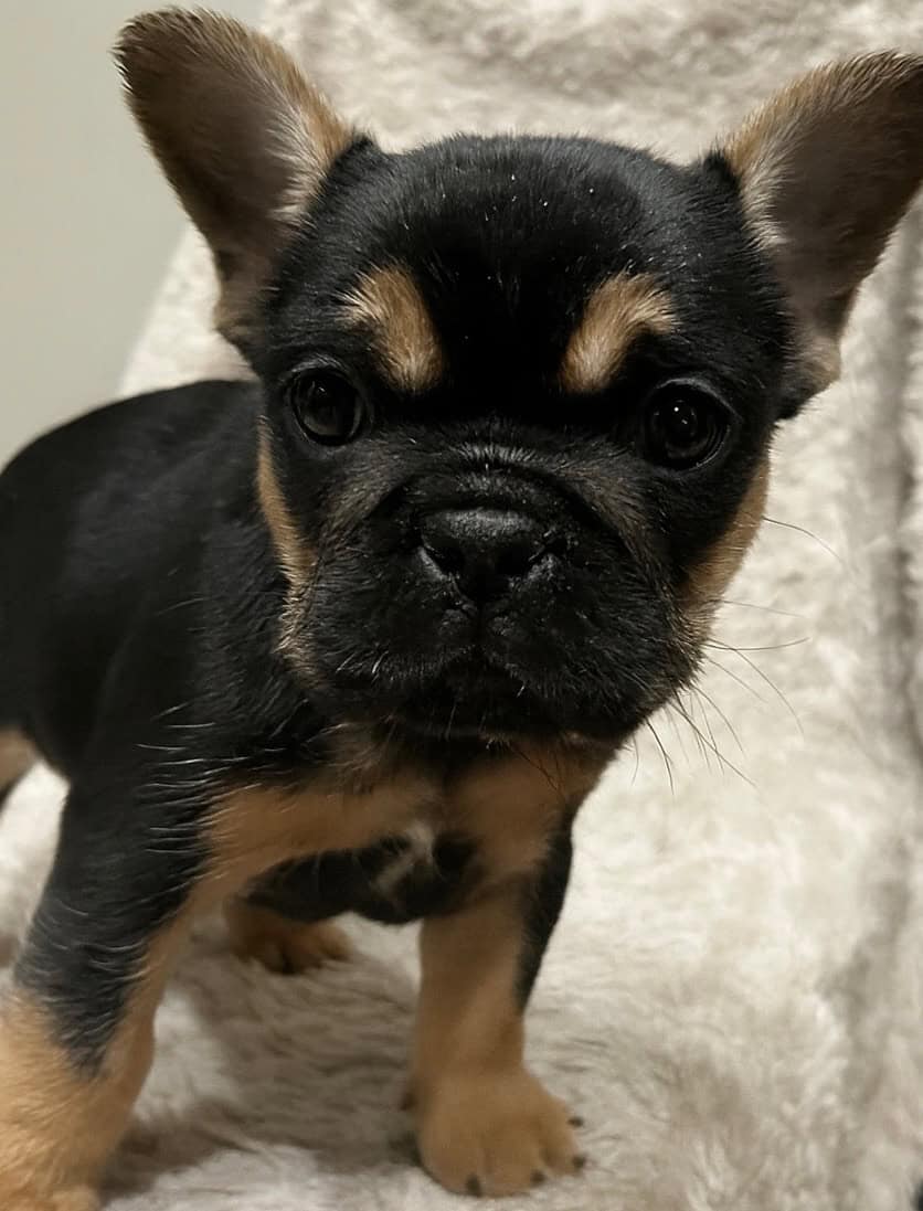 Fluffy frenchie puppies image 4