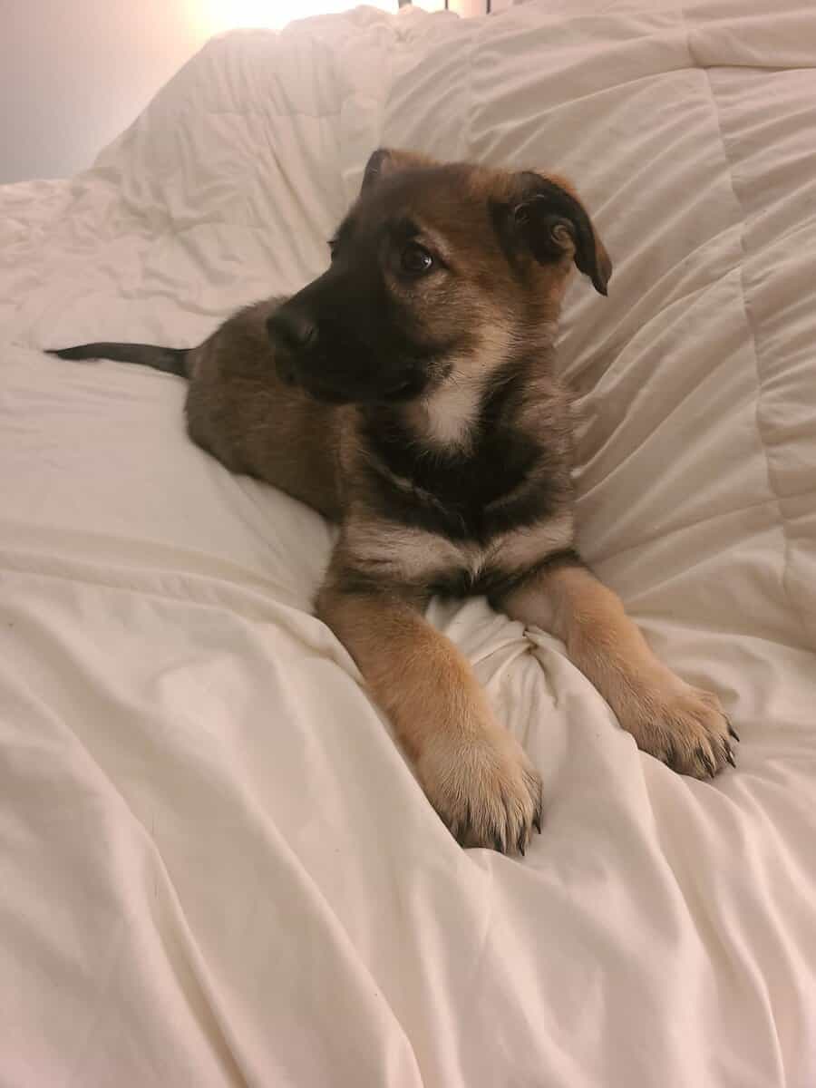 Wolf /German Shepherd Puppies - Sundae image 3