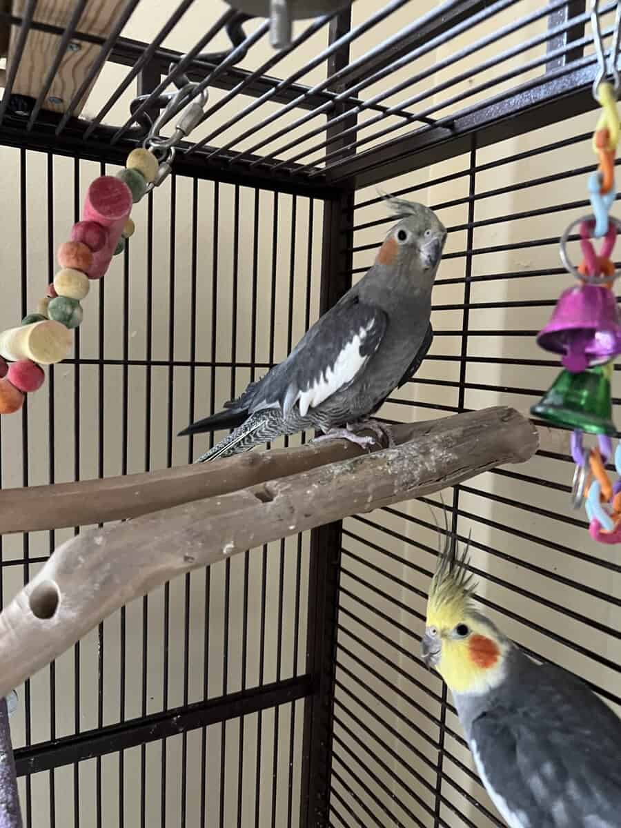 Cockatiels -1 breeding pair and a female with cage image 2