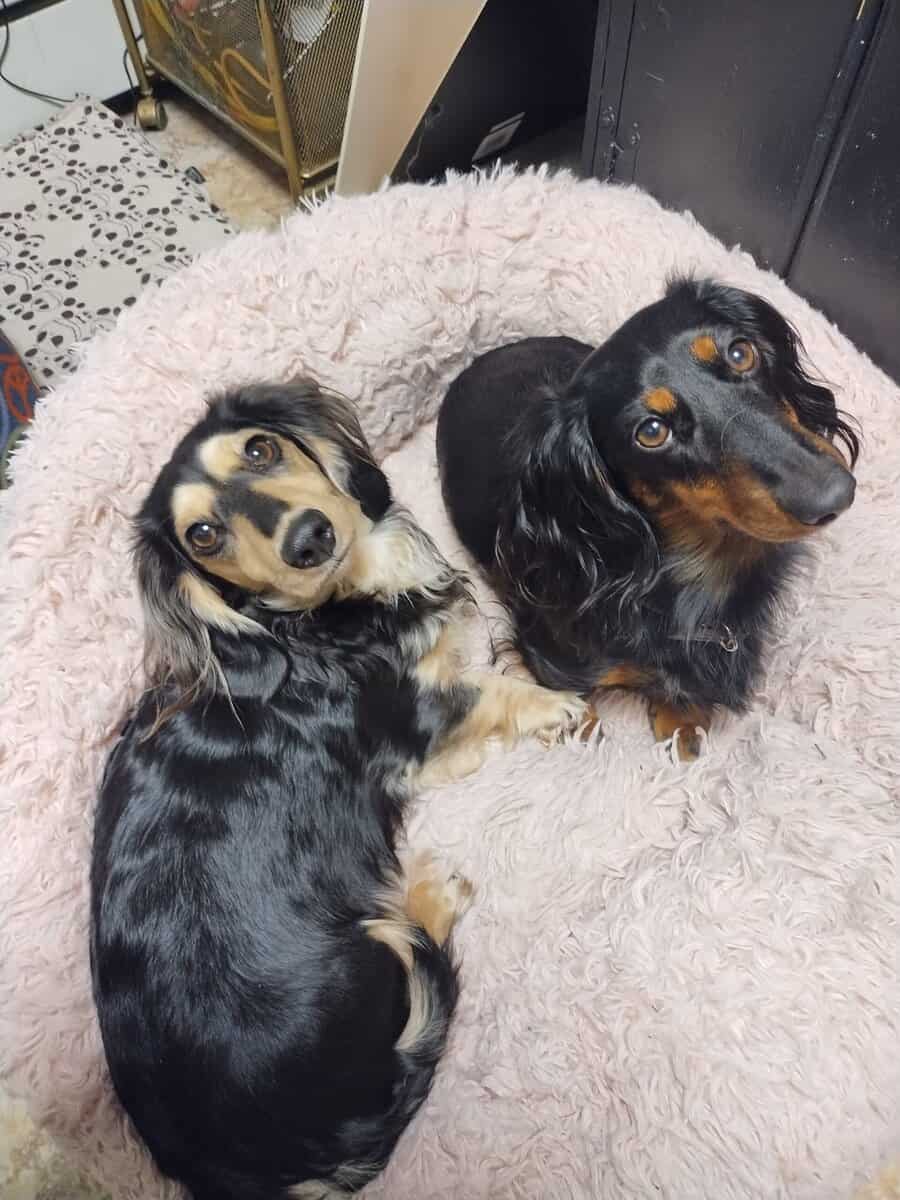 Minature Long Haired Dachsund puppies for sale image 2