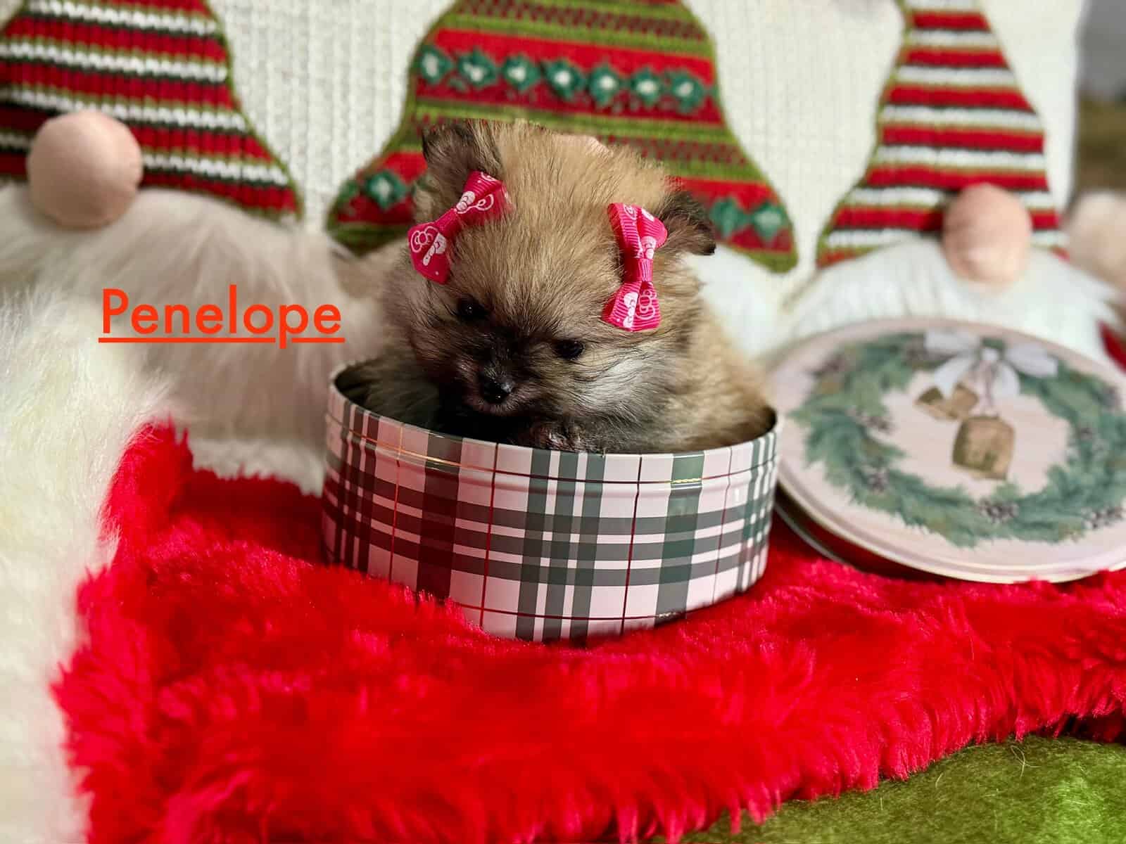 Adorable Pomeranian Puppies image 8