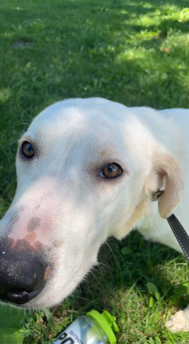 Large white dog needing new home. image 2