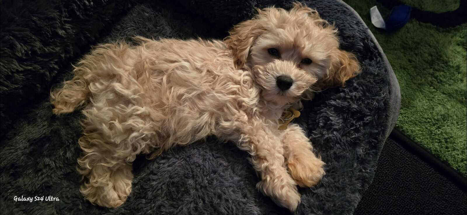 12 WK OLD MALE COCKAPOO image 11