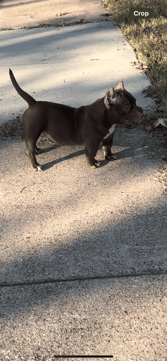 Abr registered micro bullies pups image 3