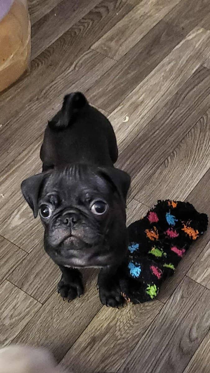 Black pug puppy image 1