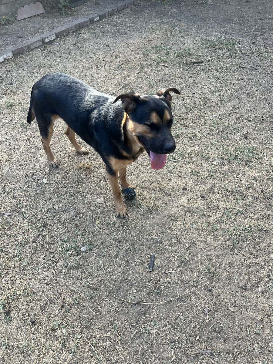 Moving to smaller home and need to rehome my dog image 3
