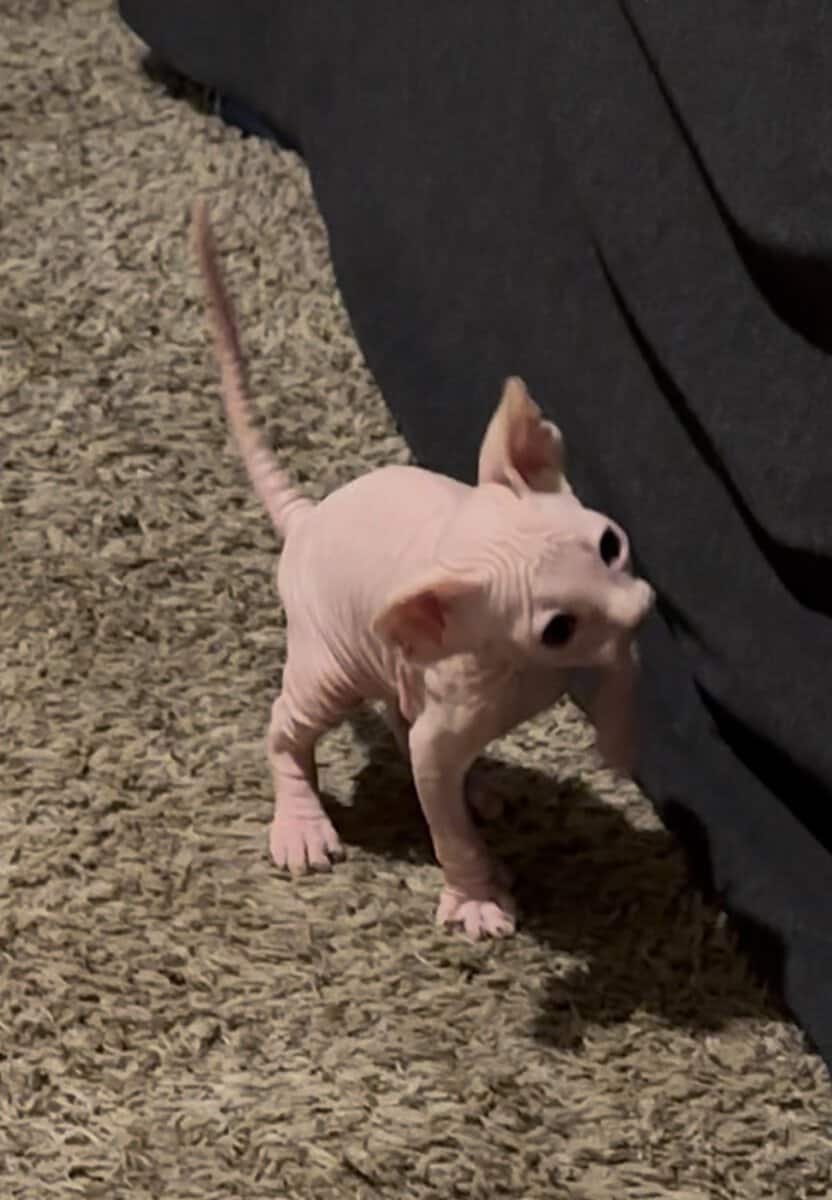 Sphynx kittens (Hairless) image 5
