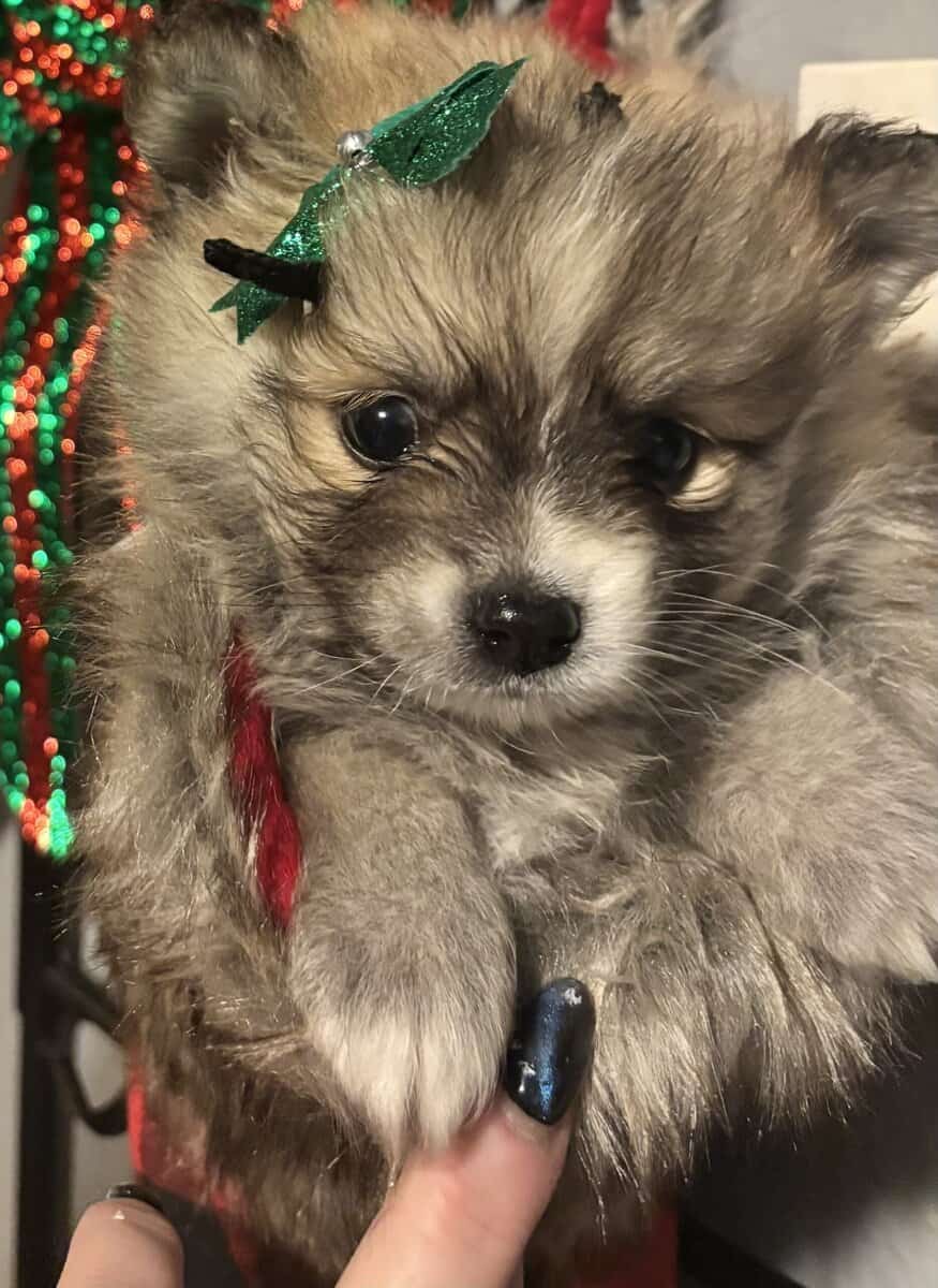 Pomeranian puppies image 10