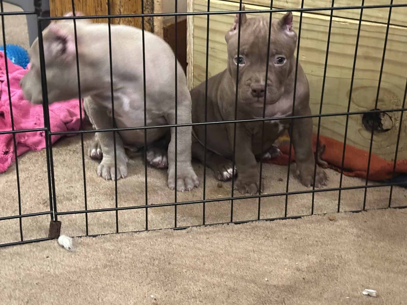 8 weeks American bullies image 7