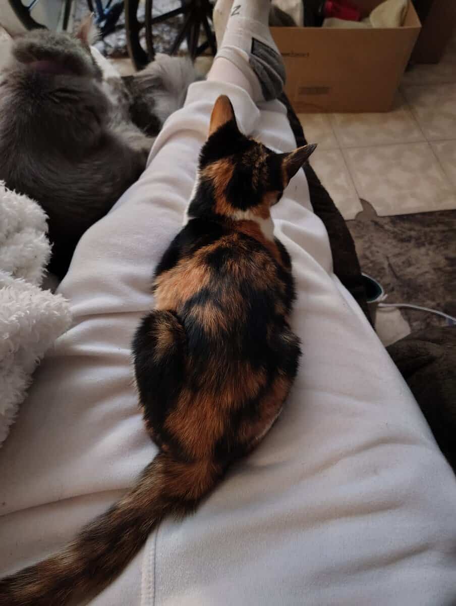Beautiful Calico Female 6 to 8 months old. image 7