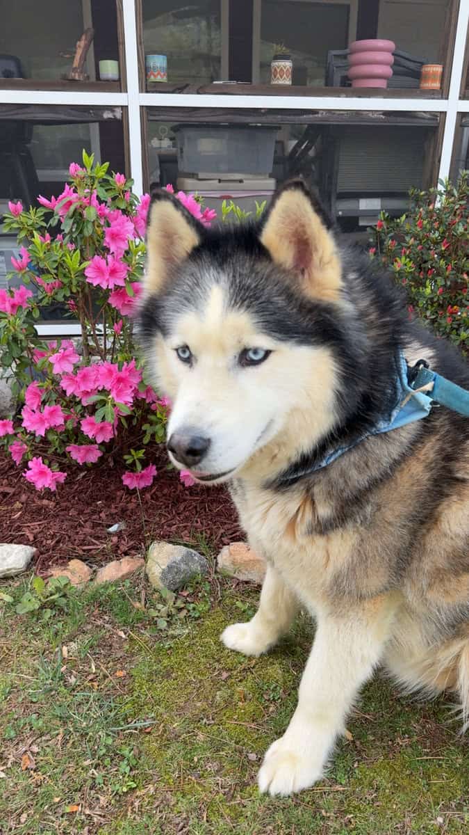 Looking to Rehome a 7-year old Male Husky image 3