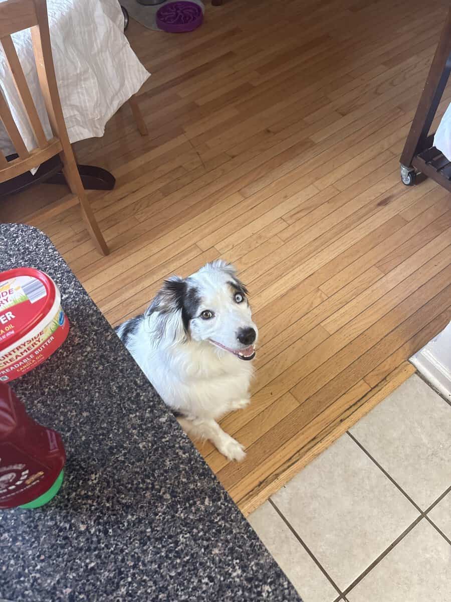 Aussie for sale/rehoming image 2