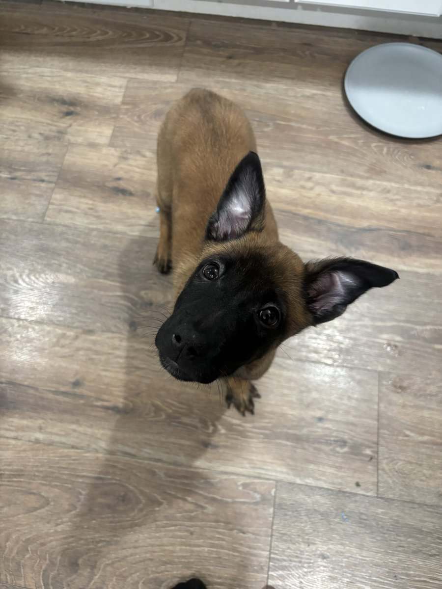 4 Belgian Malinois Puppies for Sale image 1