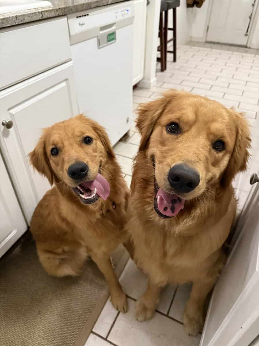 Golden Retriever Puppies image 11