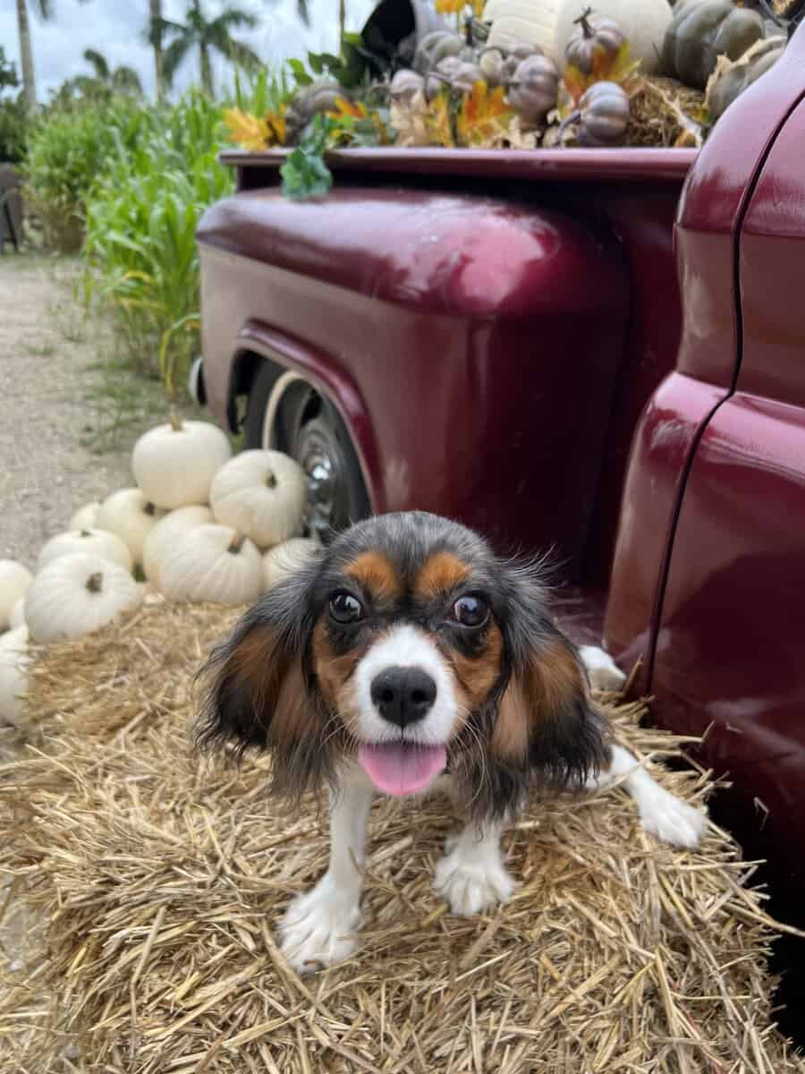 King Charles Spaniel for sale image 1
