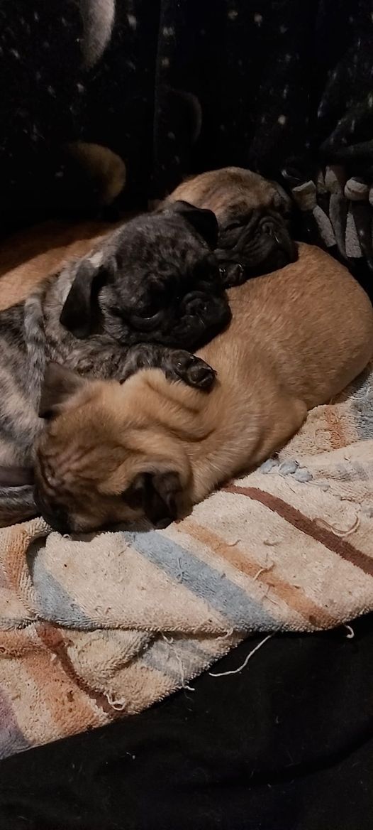 Brindle female pug image 1