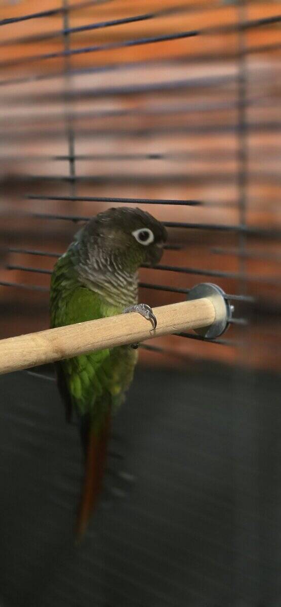 Gus the Conure image 5