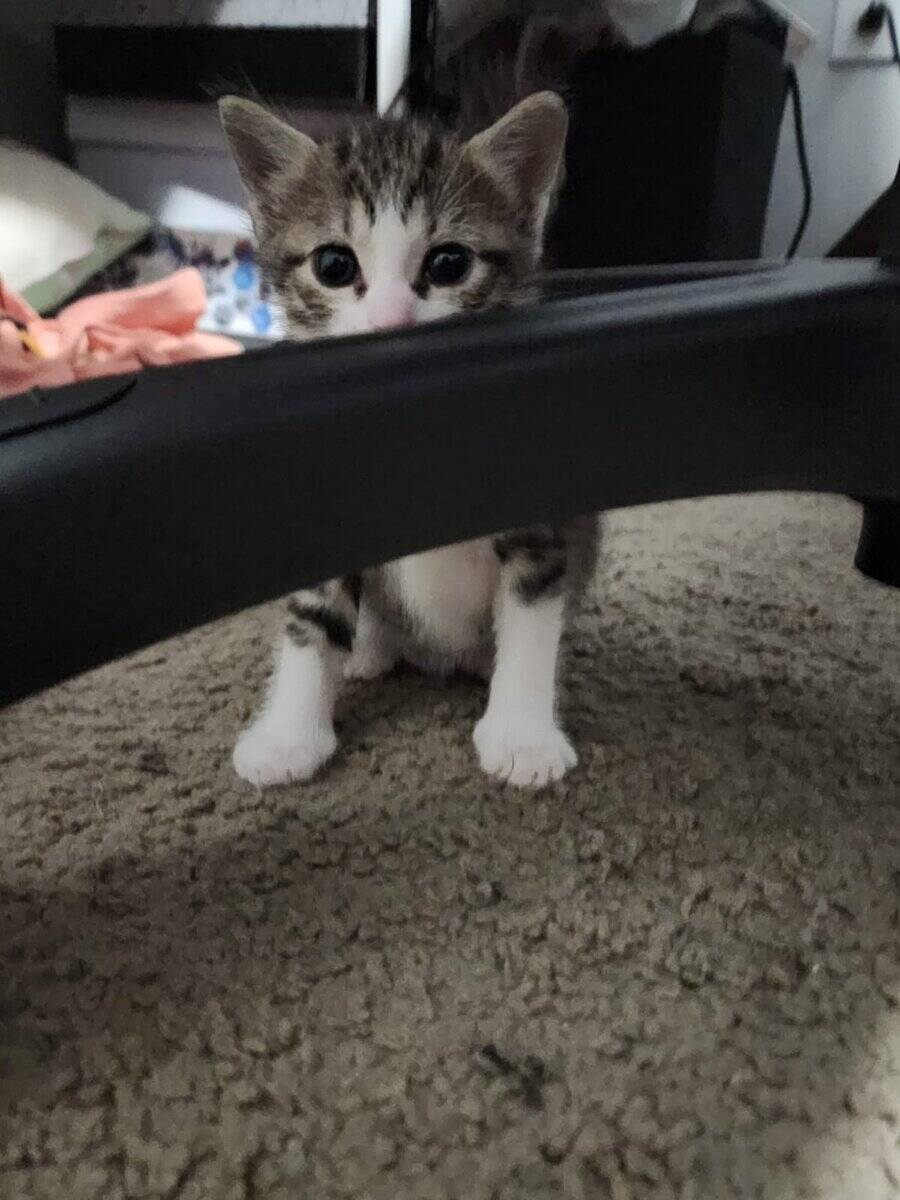 Selling 4 month old cat image 1
