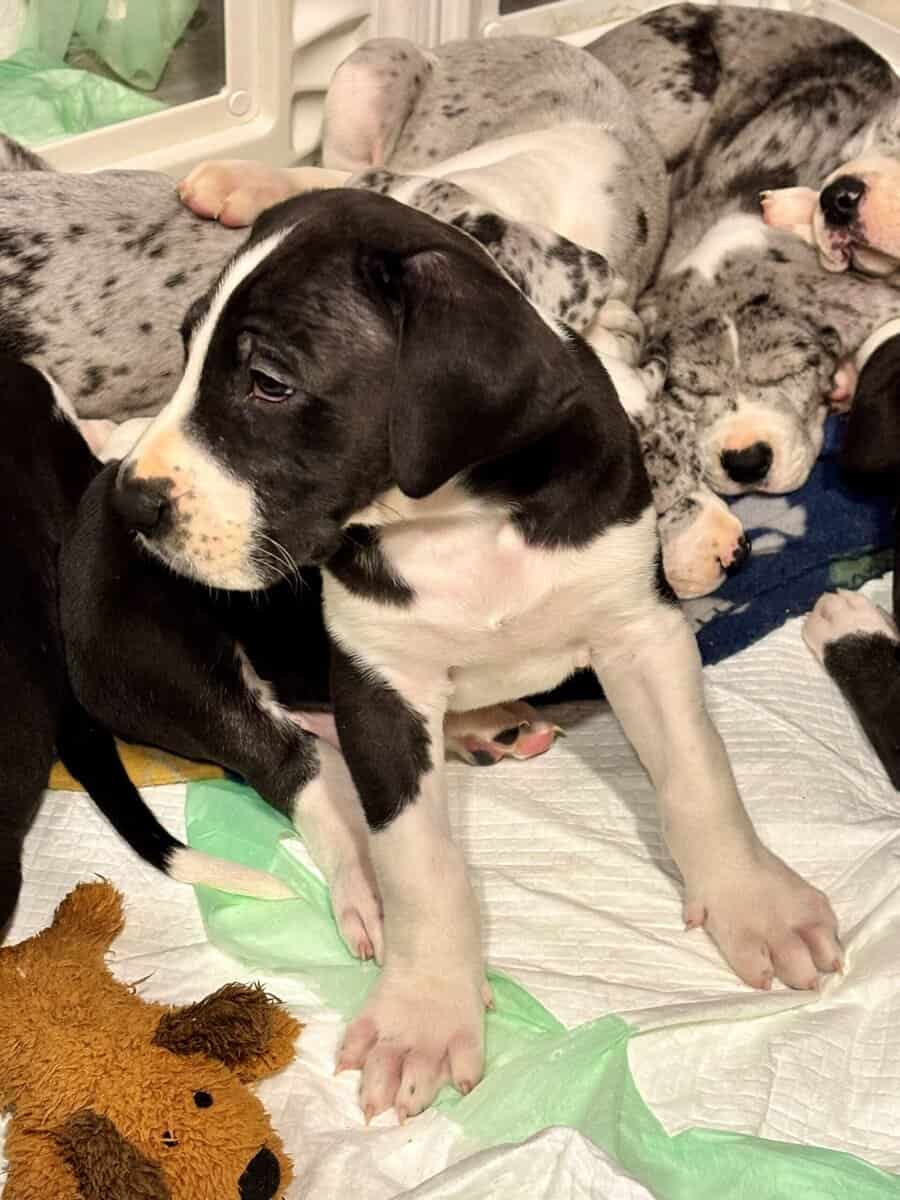 Great Dane puppies image 7