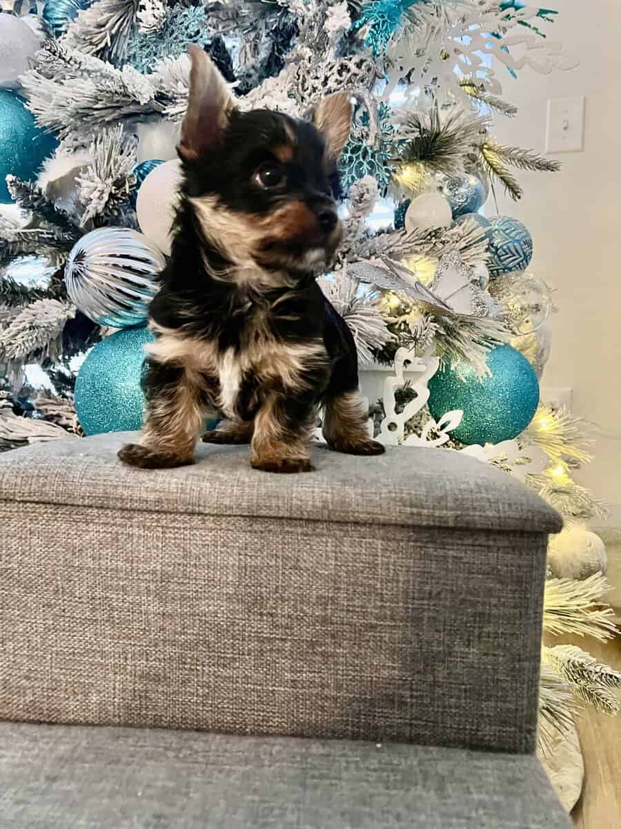 Purebred male Yorkie image 5