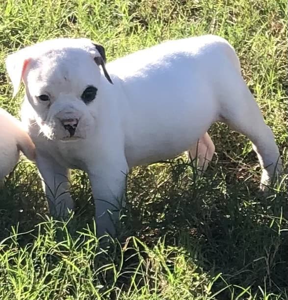 American Bulldog puppy image 2