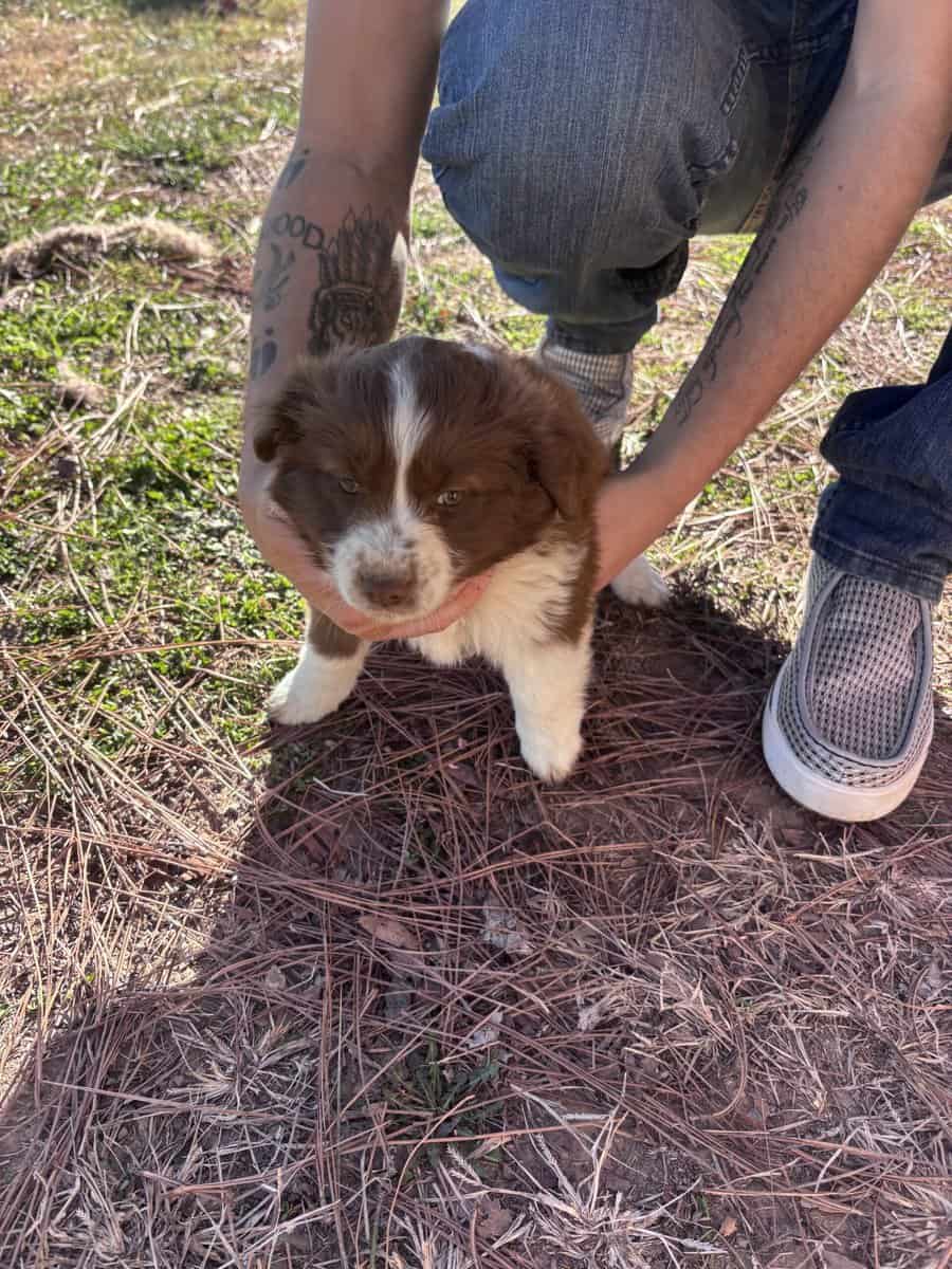 Mini/toy Aussies image 7
