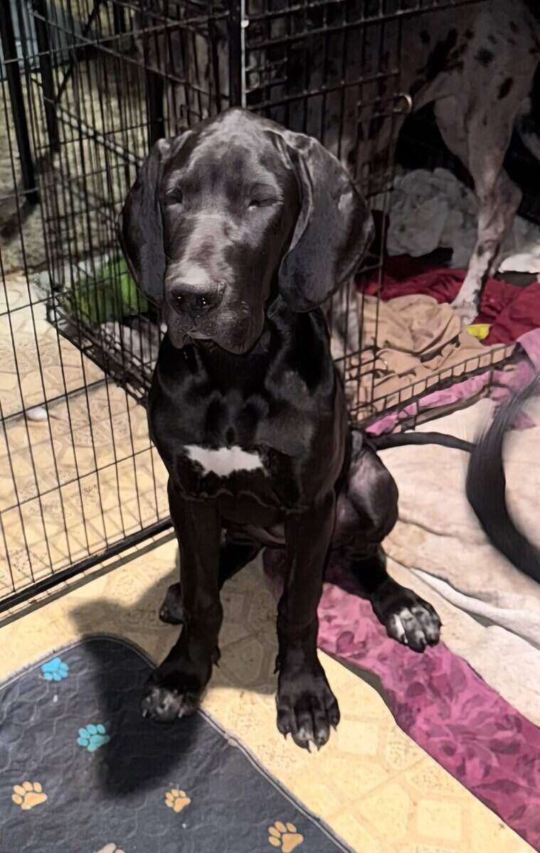 Great Dane Puppies Needing Loving Homes image 6