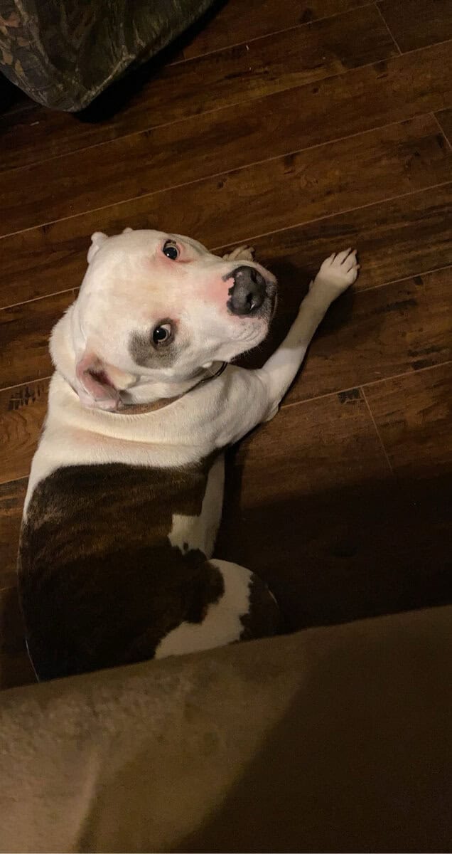 Looking for a new family! image 2