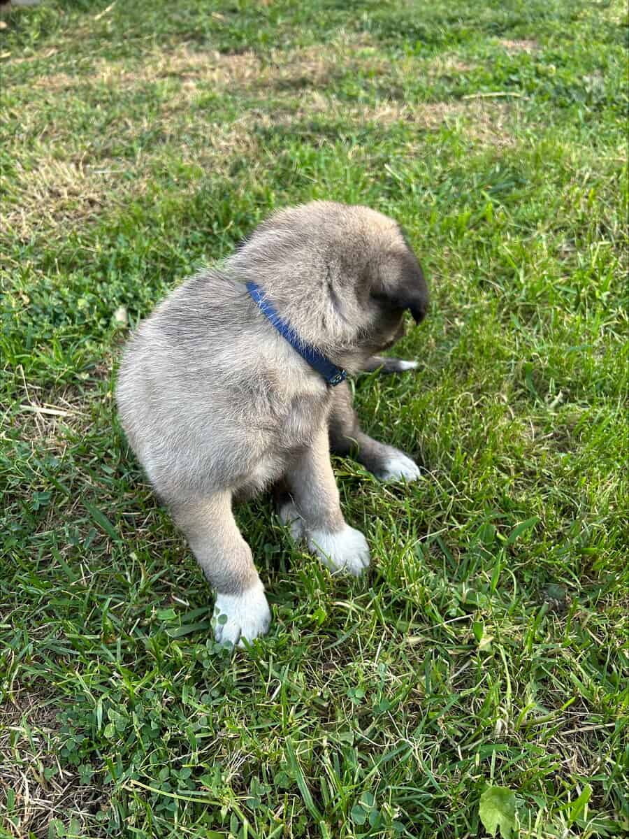 Anatolian Shepherds image 13
