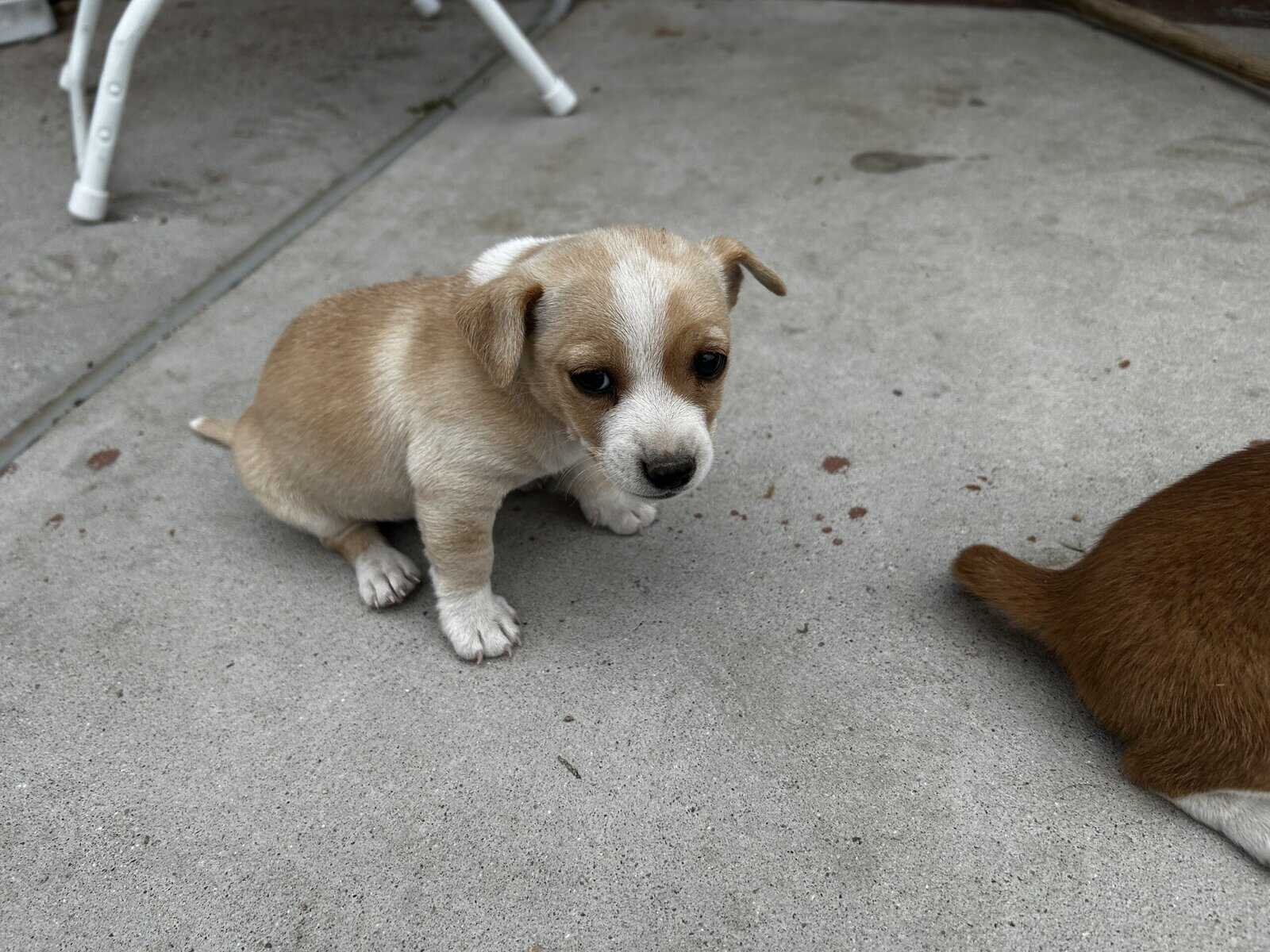 Chihuahua puppy image 3