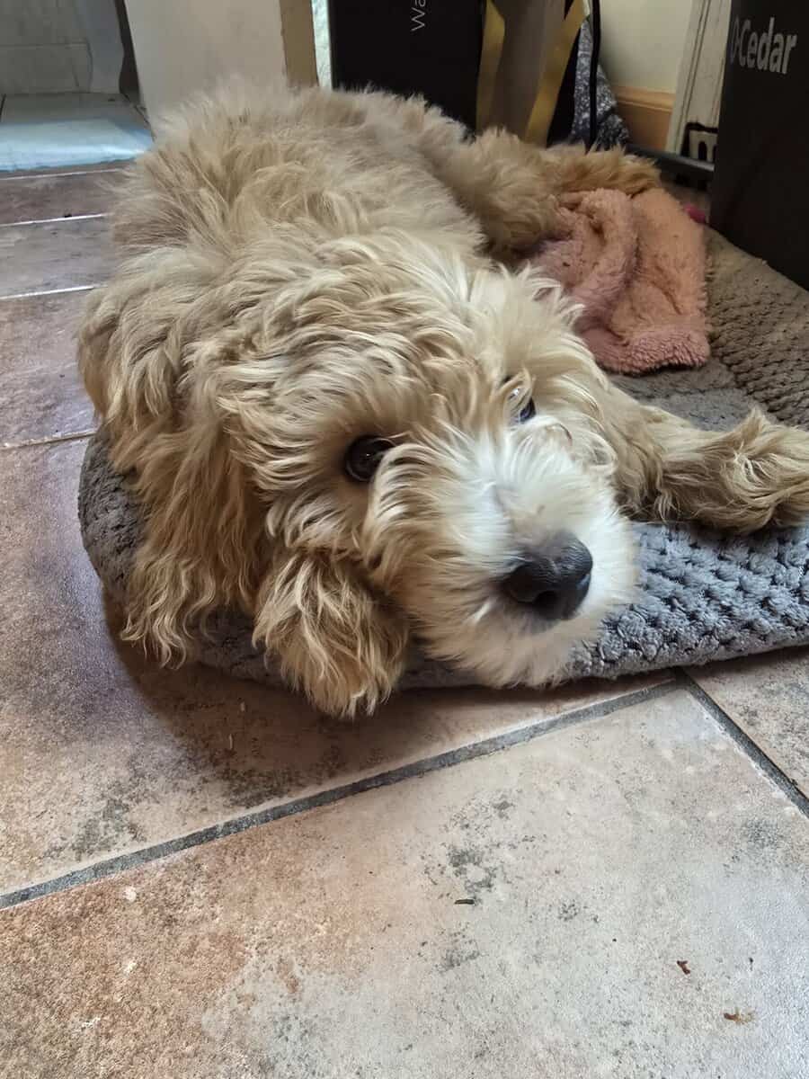 Mini golden doodle for sale image 5