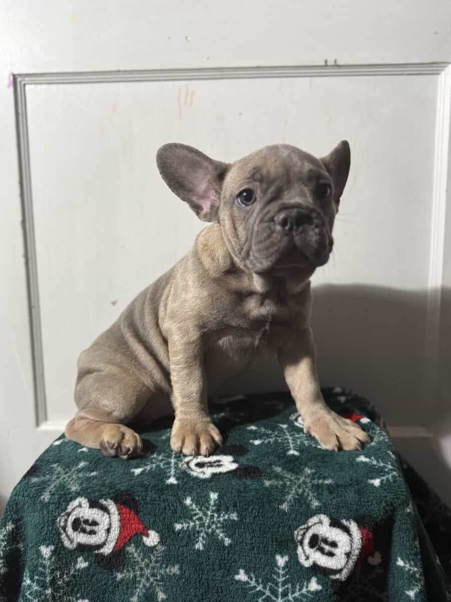 Campbell’s Fabulous Frenchies image 20