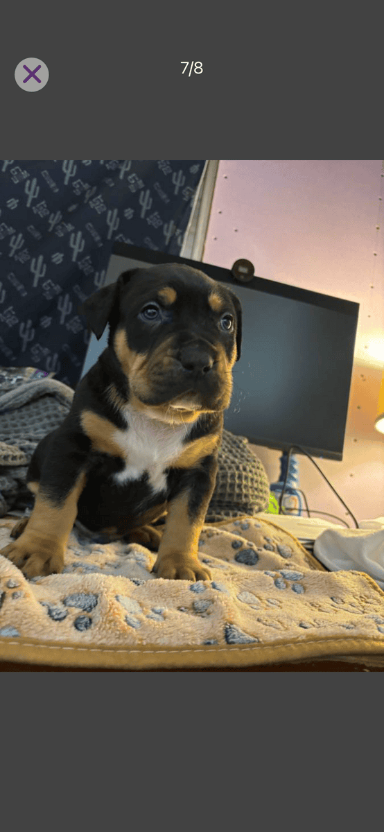 Rehoming xl American bully’s 7 weeks old image 2