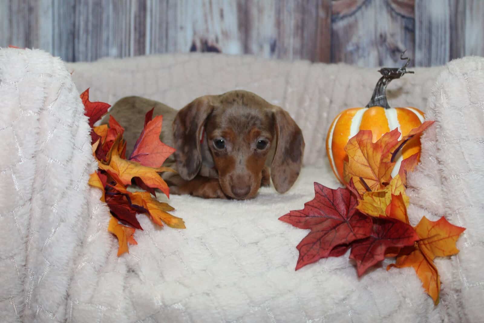 OMG Mini Dachshund Puppies image 5