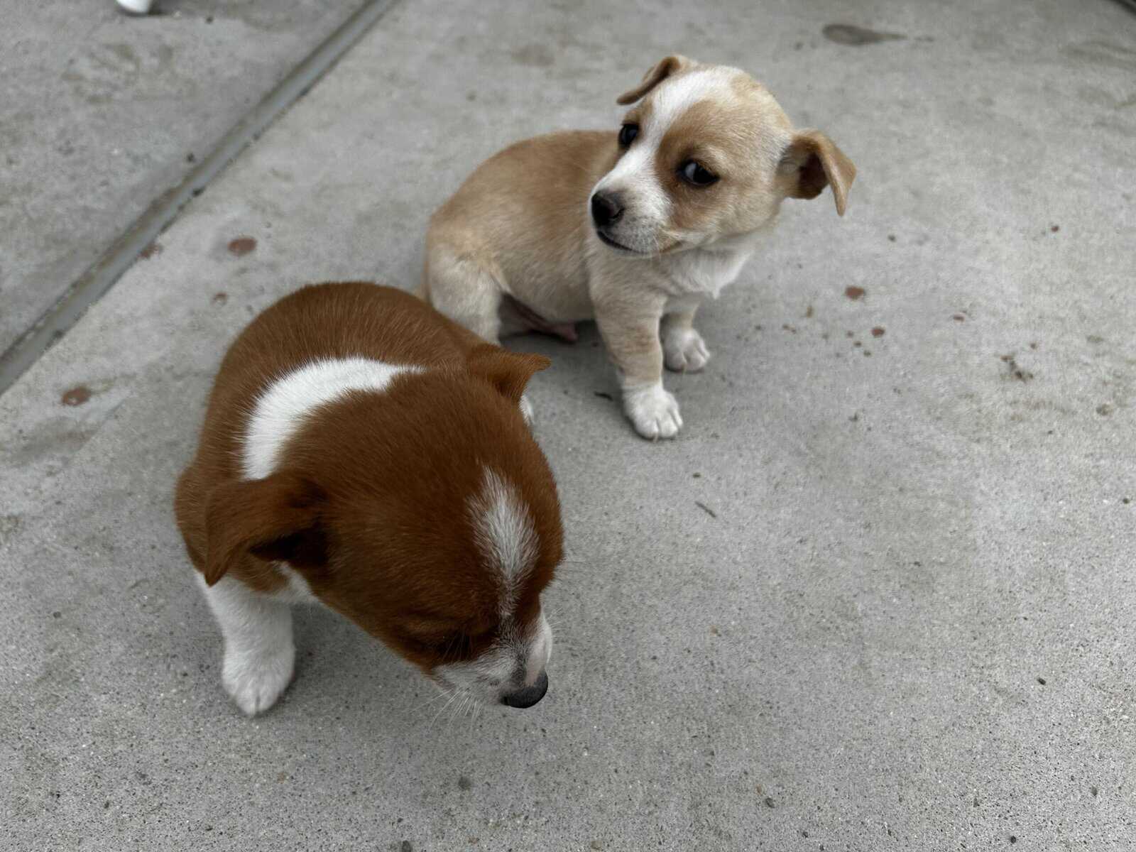 Chihuahua puppy image 4