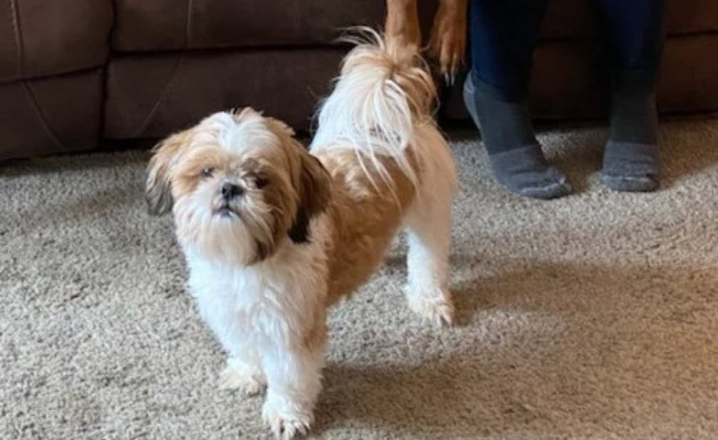 Free to good home-5 year old Shih Tzu image 2