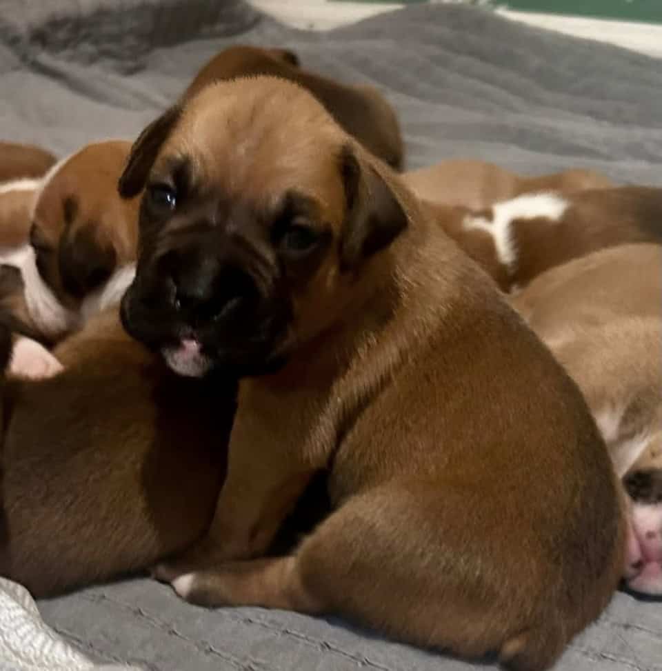 AKC boxer puppies raised in the home parents healt image 1