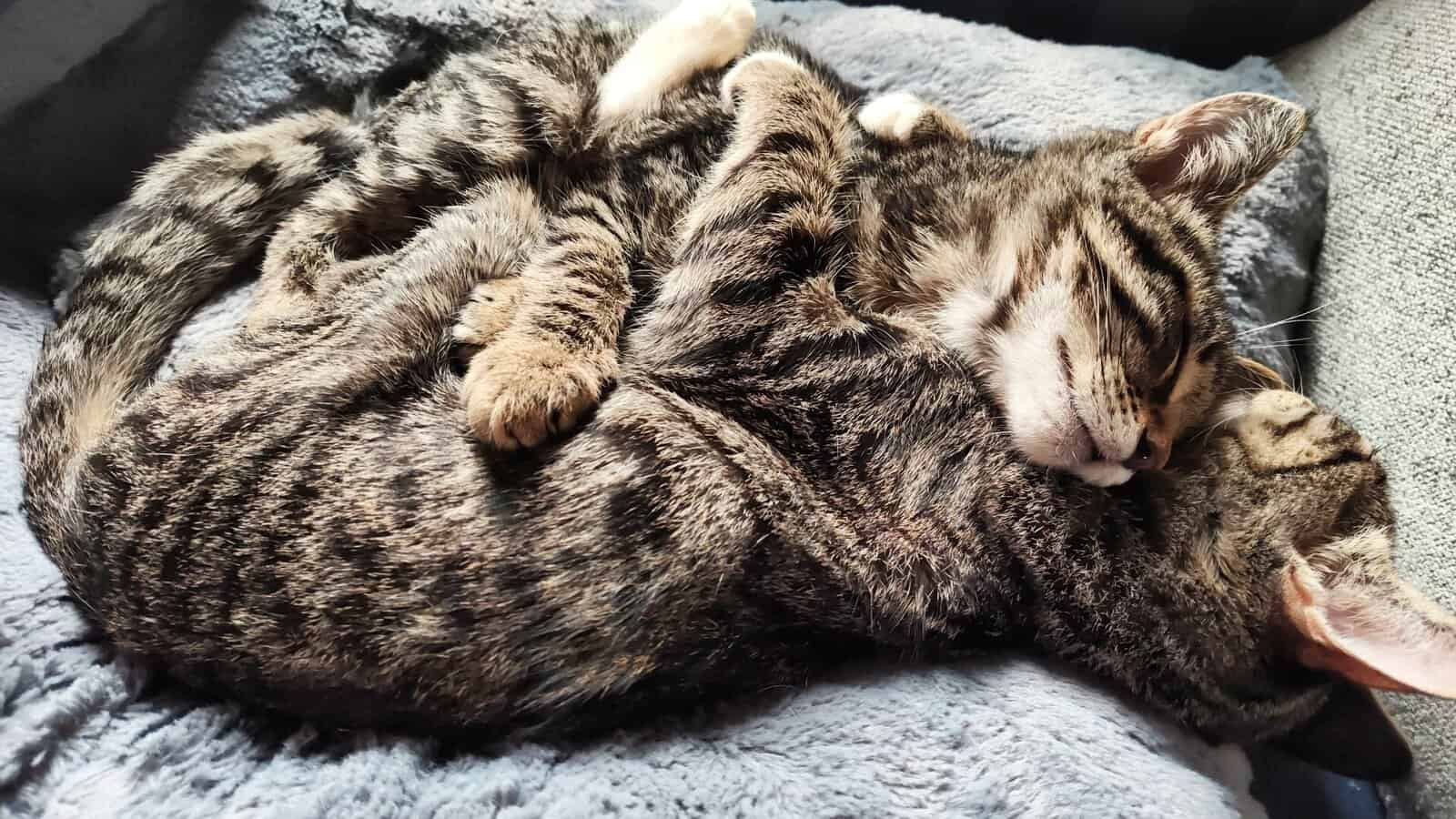 Healthy happy, teenage kittens. image 5